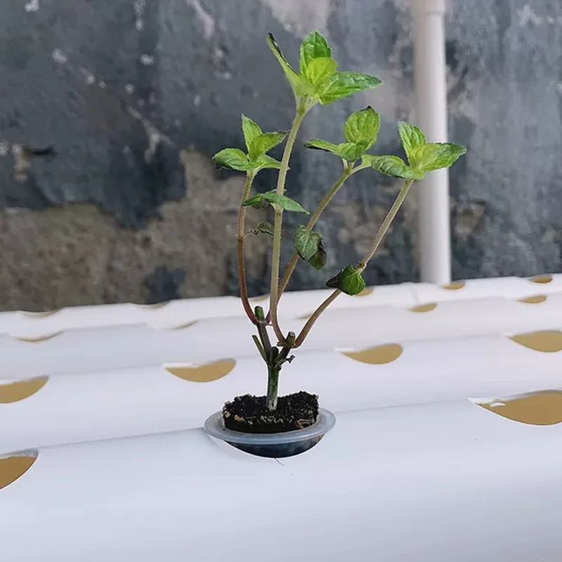 Hydroponic Kit - Kit de Sistema de Cultivo sin