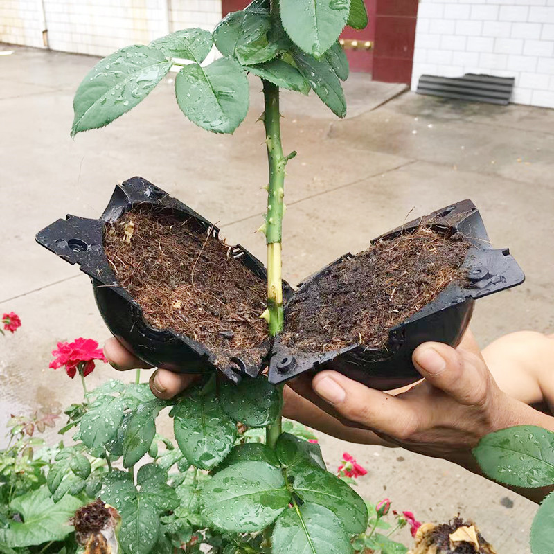 Seed Starter Tray - Bola de enraizamiento de plantas, caja