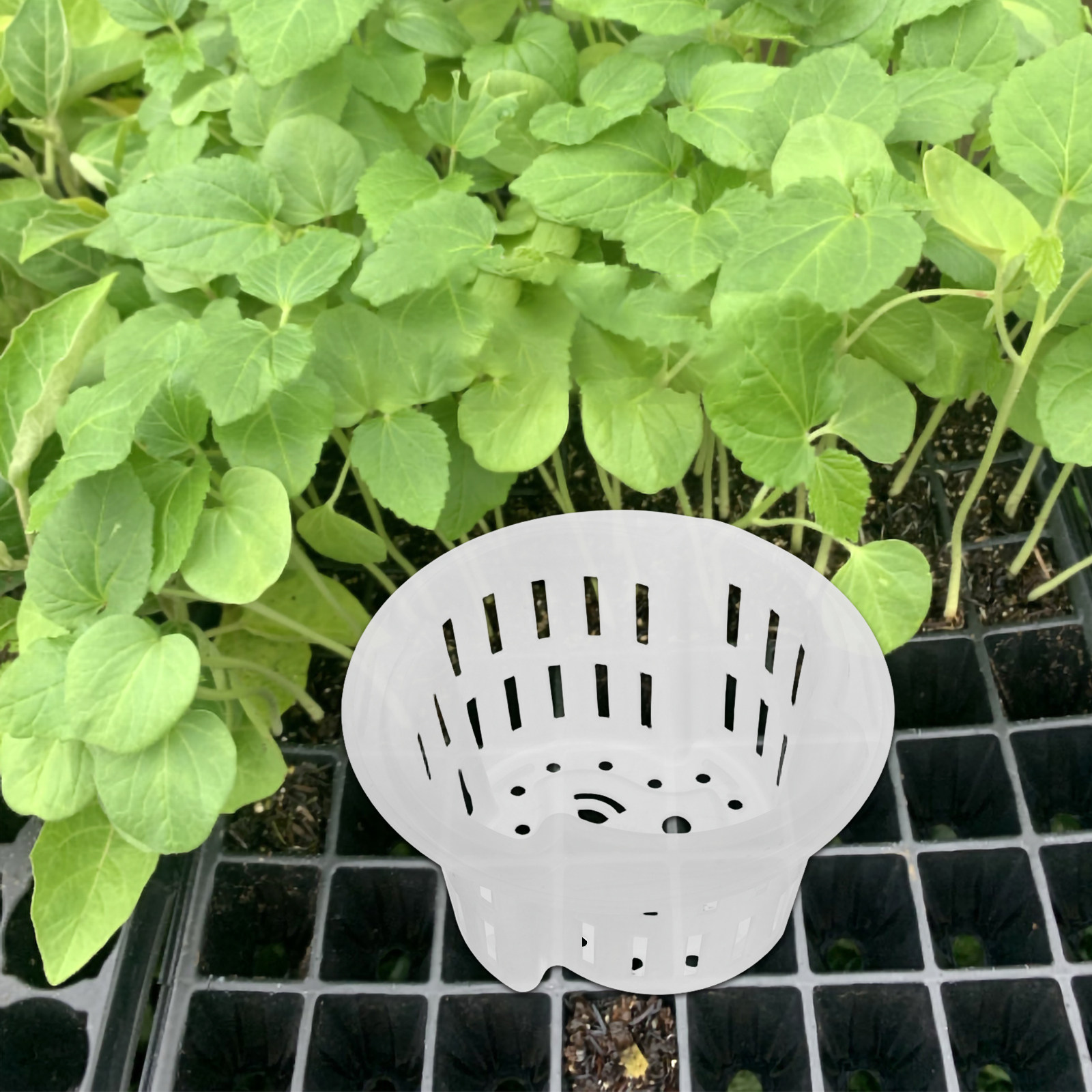 4 macetas de plástico reforzad - Plant Pot reseña y precio