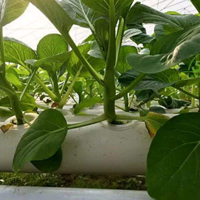 Kit de Sistema de Cultivo sin  - Hydroponic Kit reseña y precio